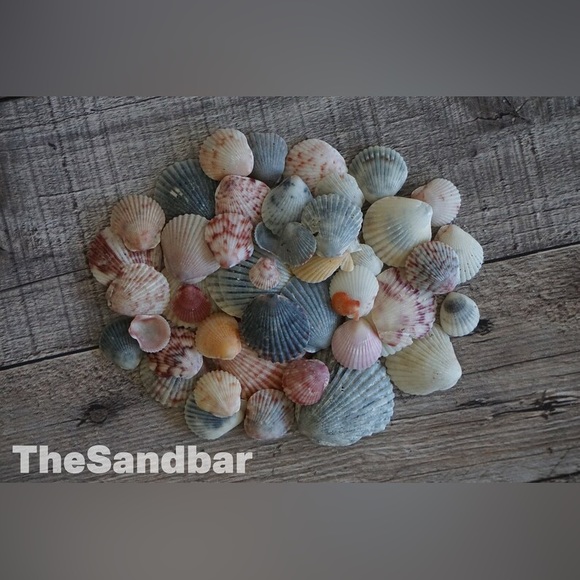 50 Bulk Florida Seashells Cruelty Free Calico Scallops Pink Gray TheSandbar - Picture 4 of 6